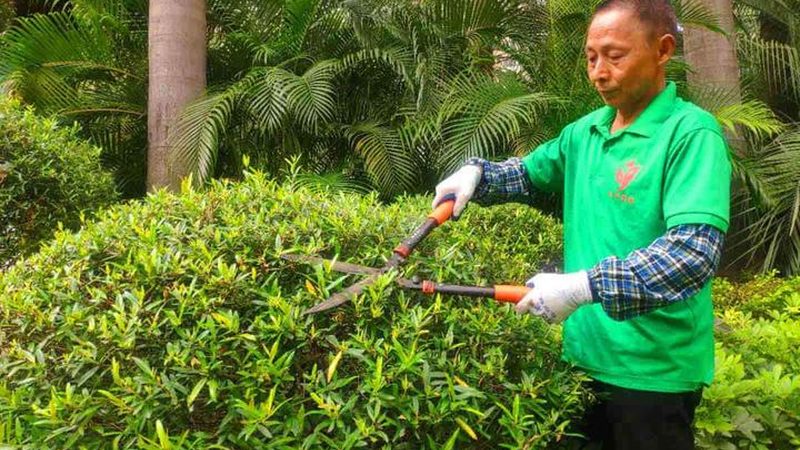 成都绿植租赁，如何选择合适报价？**